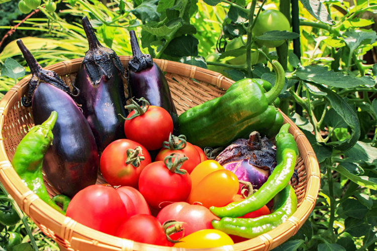 【夏野菜】の種類って何があるの？特徴や栄養素をそれぞれ紹介します！