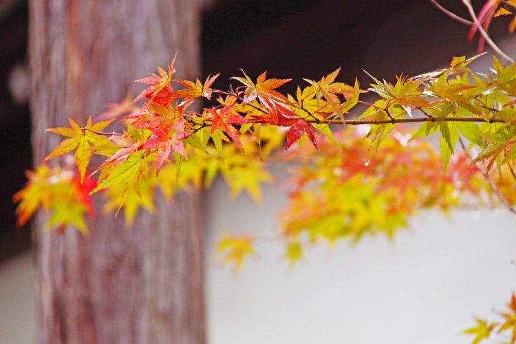 【京都の紅葉】夜間の寺・神社の穴場スポット3選！ライトアップ情報