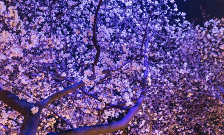 東京【夜桜】穴場スポットや花見の名所は？ライトアップのあるおすすめの宴会場所もご紹介