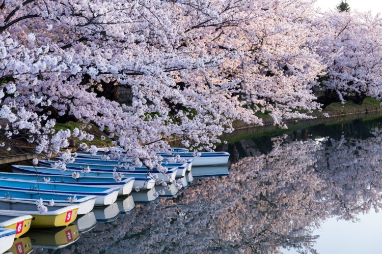 弘前桜祭り【青森県】2020年の開花日と満開時期
